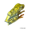 Boana geographica Map Tree Frog