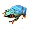 Heterixalus madagascariensis Madagascar Reed Frog