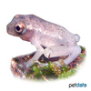 Heterixalus alboguttatus Whitebelly Reed Frog