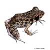 Pulchrana glandulosa Rough-sided Frog