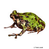 Scaphiophryne marmorata Marbled Rain Frog