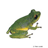 Raorchestes chromasynchysi Confusing Green Bushfrog