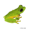Pseudophilautus femoralis Leaf-nesting Shrub Frog