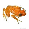 Nyctixalus pictus Cinnamon Treefrog