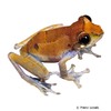 Leptomantis cyanopunctatus Blue-spotted Tree Frog