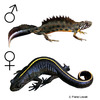 Triturus carnifex Alpine Crested Newt