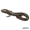 Pachytriton brevipes Spotted Paddle Tail Newt