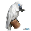 Cacatua ophthalmica Blue-eyed Cockatoo