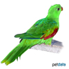 Aprosmictus jonquillaceus Olive-shouldered Parrot