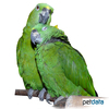 Amazona auropalliata Yellow-naped Parrot