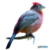 Coryphospingus cucullatus Red-crested Finch