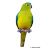Neophema chrysogaster Orange-bellied Parrot