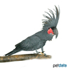 Probosciger aterrimus Palm Cockatoo