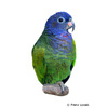 Pionus menstruus Blue-headed Parrot