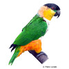 Pionites melanocephalus Black-headed Parrot