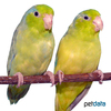 Forpus coelestis 'Spotted' Pacific Parrotlet Spotted