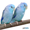 Forpus coelestis 'Blue' Pacific Parrotlet Blue