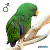 Eclectus roratus ♂ Eclectus Parrot ♂