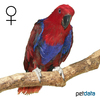 Eclectus roratus ♀ Eclectus Parrot ♀