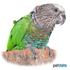 Deroptyus accipitrinus Red-fan Parrot