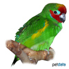 Cyclopsitta diophthalma Double-eyed Fig Parrot