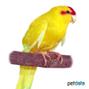 Cyanoramphus novaezelandiae Red-fronted Parakeet Yellow