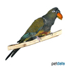 Cyanoliseus patagonus Burrowing Parrot