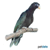 Coracopsis nigra Lesser Vasa Parrot