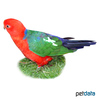 Alisterus chloropterus Papuan King Parrot