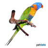 Trichoglossus rubritorquis Red-collared Lorikeet
