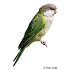 Psilopsiagon aymara Grey-hooded Parakeet