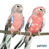 Neopsephotus bourkii 'Pink' Bourke's Parrot Pink