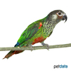 Pyrrhura picta picta Painted Parakeet