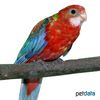 Platycercus eximius 'Red' Eastern Rosella Red