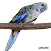 Platycercus elegans Crimson Rosella Blue