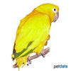 Guaruba guarouba Golden Parakeet