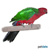 Alisterus chloropterus moszkowskii Green-winged King Parrot