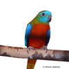 Neophema pulchella 'Redbreast' Turquoise Parrot Redbreast