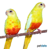 Neophema pulchella 'Yellow' Turquoise Parrot Yellow