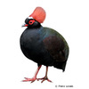 Rollulus roulroul Crested Partridge