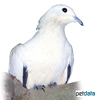 Ducula bicolor Pied Imperial Pigeon