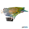 Pionus senilis White-crowned Parrot