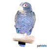 Pionus chalcopterus Bronze-winged Parrot