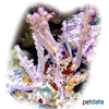 Stereonephthya sp. Carnation Tree Coral