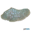 Lithophyllon undulatum Plate Coral (LPS)