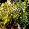 Fimbriaphyllia divisa Frogspawn Coral (LPS)