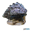 Clibanarius sp. Hermit Crab