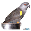 Poicephalus rueppellii Rueppell's Parrot