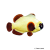 Premnas biaculeatus Gold Nugget Maroon Clownfish