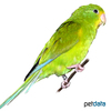 Psilopsiagon aurifrons Mountain Parakeet